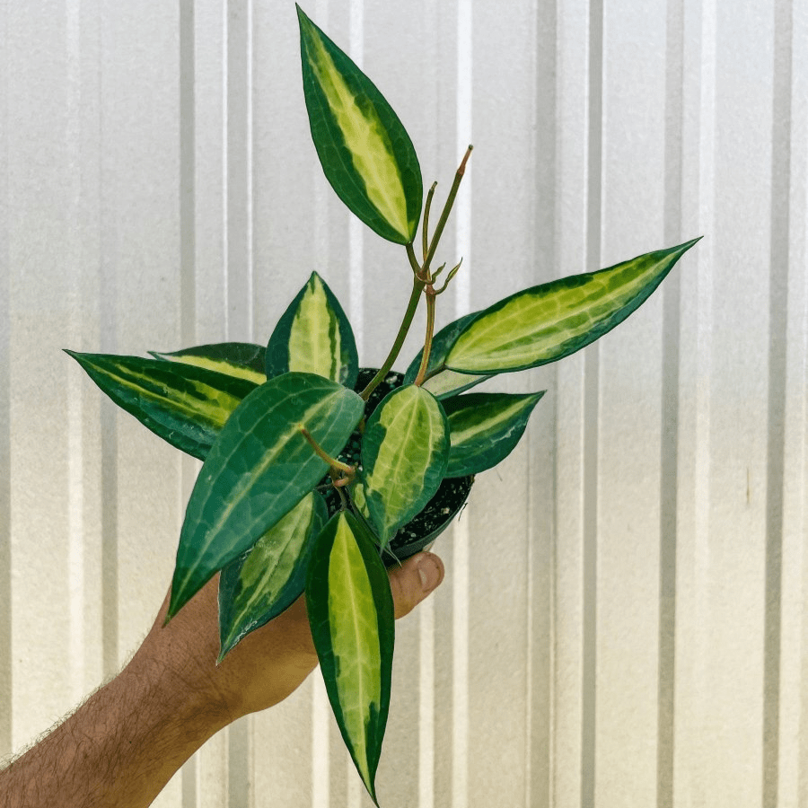  Variegated Hoya Macrophylla 'Pot Of Gold'
