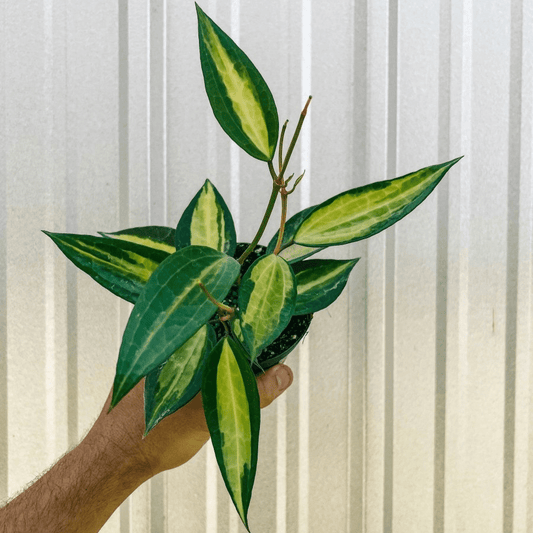  Variegated Hoya Macrophylla 'Pot Of Gold'