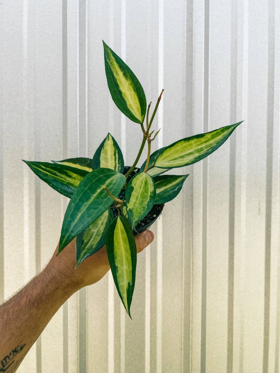  Variegated Hoya Macrophylla 'Pot Of Gold'