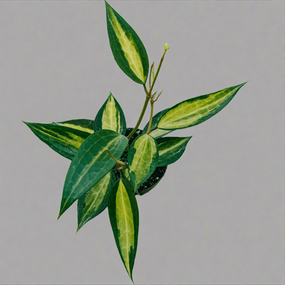  Variegated Hoya Macrophylla 'Pot Of Gold'