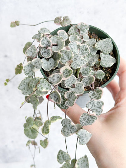  Variegated String Of Hearts - Ceropegia Woodii Variegata