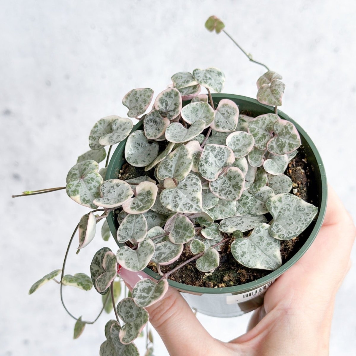  Variegated String Of Hearts - Ceropegia Woodii Variegata