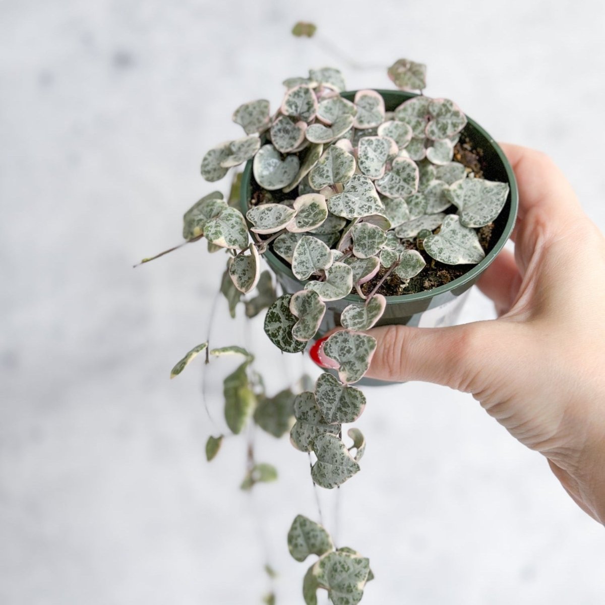  Variegated String Of Hearts - Ceropegia Woodii Variegata