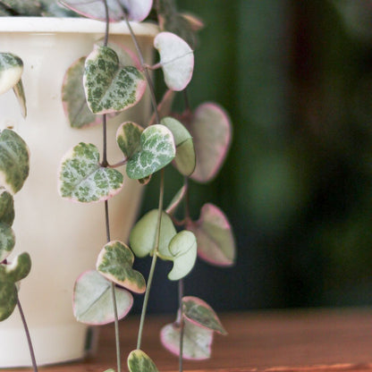  Variegated String Of Hearts - Ceropegia Woodii Variegata - 4.5 Inch Hanging Basket