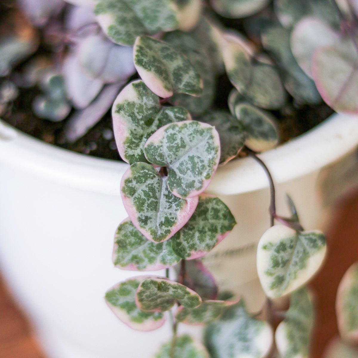  Variegated String Of Hearts - Ceropegia Woodii Variegata - 4.5 Inch Hanging Basket