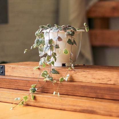  Variegated String Of Hearts - Ceropegia Woodii Variegata - 4.5 Inch Hanging Basket