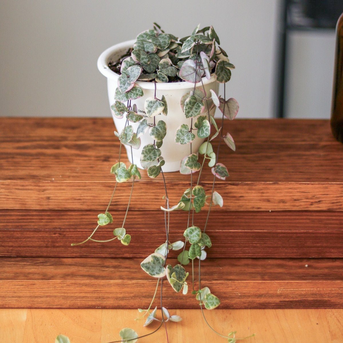  Variegated String Of Hearts - Ceropegia Woodii Variegata - 4.5 Inch Hanging Basket