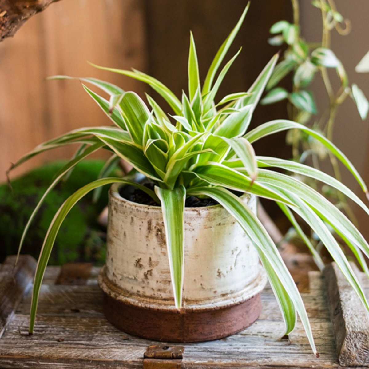  Vintage Restoration Planter Collection