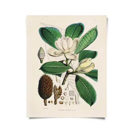  Vintage-Style Botanical Magnolia Print