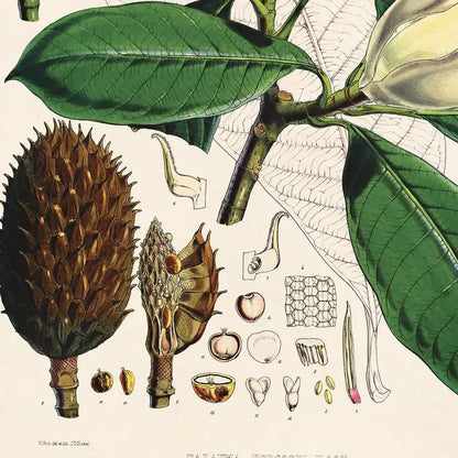  Vintage-Style Botanical Magnolia Print