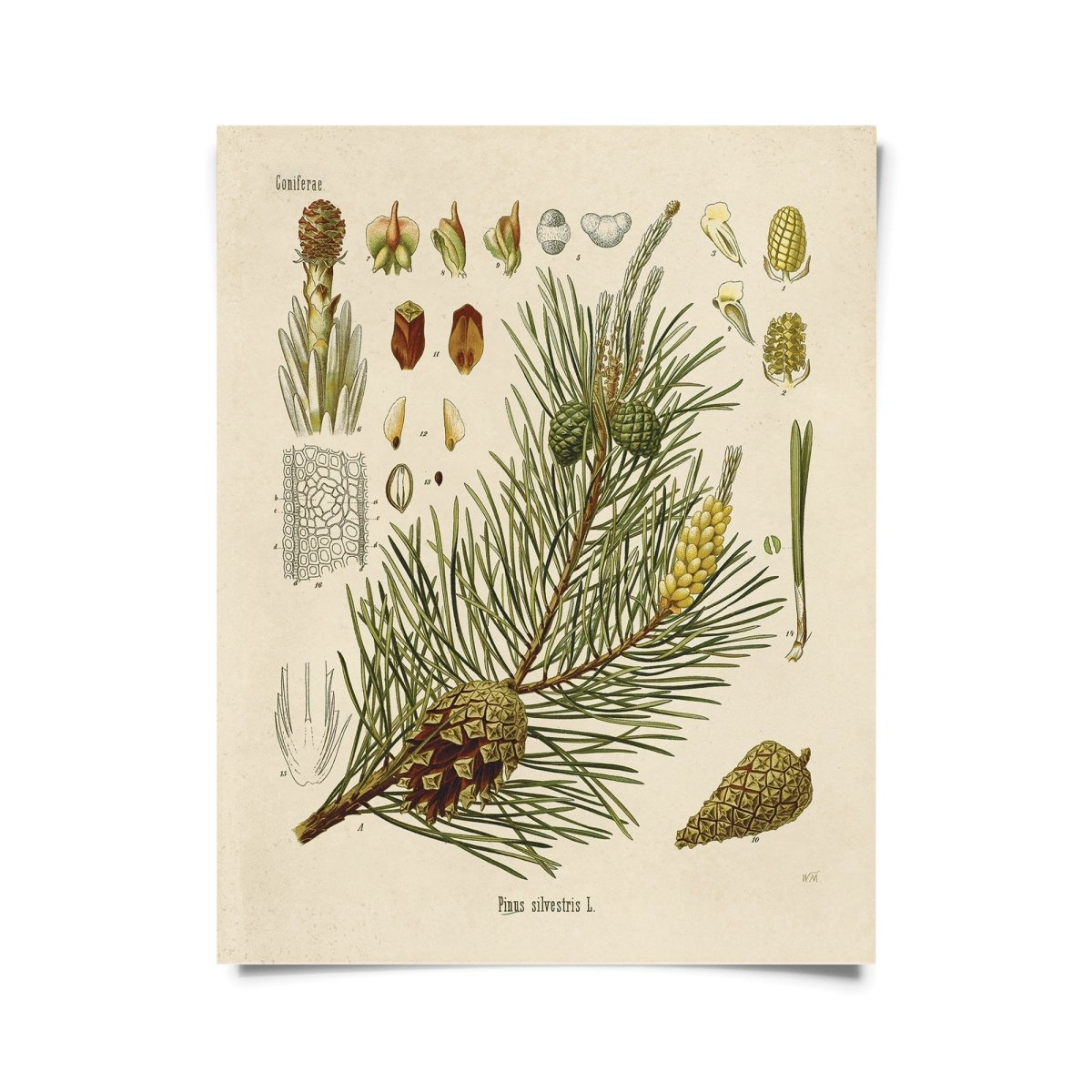  Vintage-Style Botanical Scots Pine Art Print