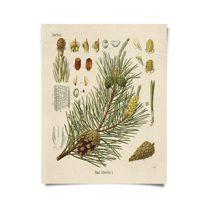  Vintage-Style Botanical Scots Pine Art Print