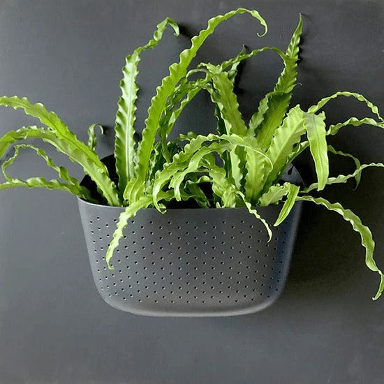 WallyGrow Eco Wall Planter – Charcoal Vertical Garden Planter