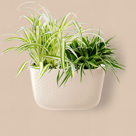  WallyGrow Eco Wall Planter – Oat Vertical Garden Planter For Modern Indoor Spaces