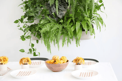  WallyGrow Eco Wall Planter – Oat Vertical Garden Planter For Modern Indoor Spaces