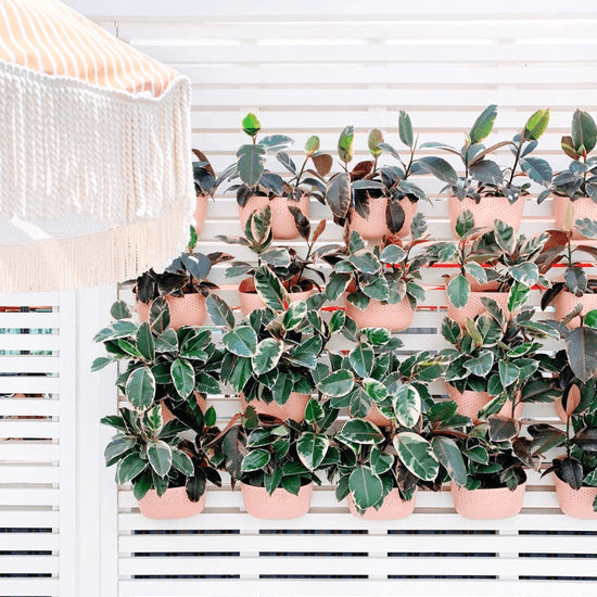  WallyGrow Eco Wall Planter – Rose Vertical Garden Planter