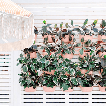  WallyGrow Eco Wall Planter – Rose Vertical Garden Planter