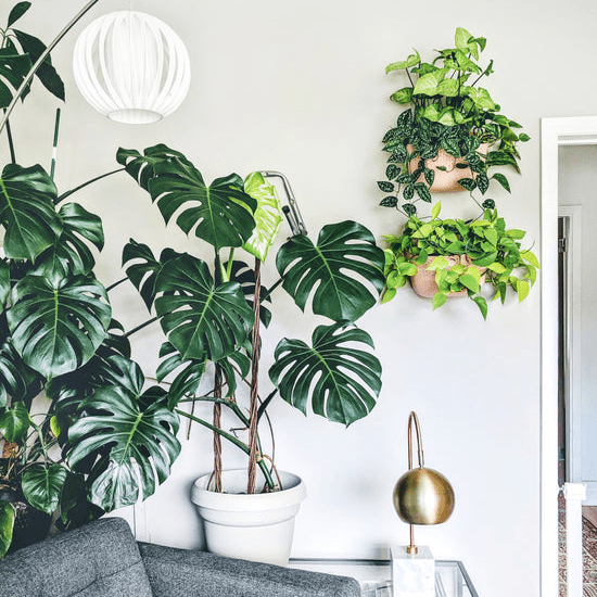  WallyGrow Eco Wall Planter – Rose Vertical Garden Planter