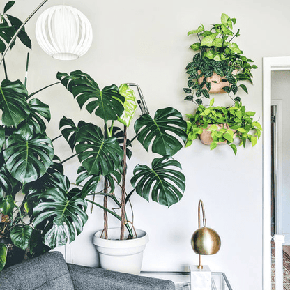  WallyGrow Eco Wall Planter – Rose Vertical Garden Planter