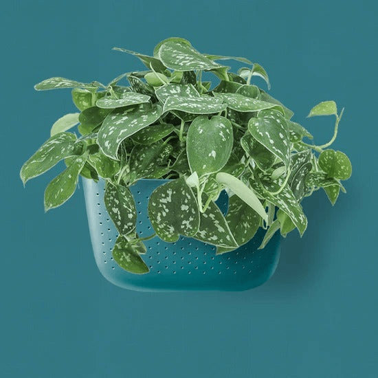  WallyGrow Eco Wall Planter – Teal Vertical Garden Planter For Indoor Walls