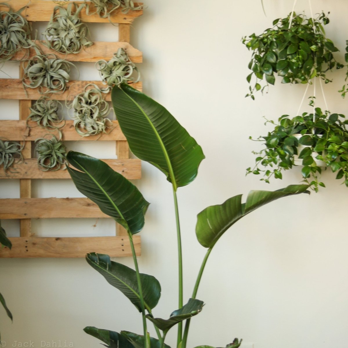  White Bird Of Paradise Floor Plant - NYC Local Pickup & Delivery Only
