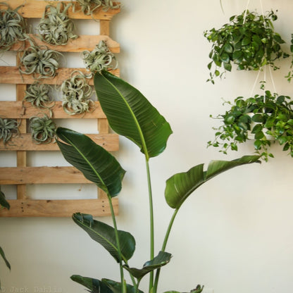  White Bird Of Paradise Floor Plant - NYC Local Pickup & Delivery Only