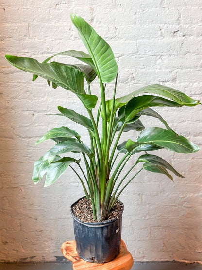  White Bird Of Paradise Floor Plant - NYC Local Pickup & Delivery Only