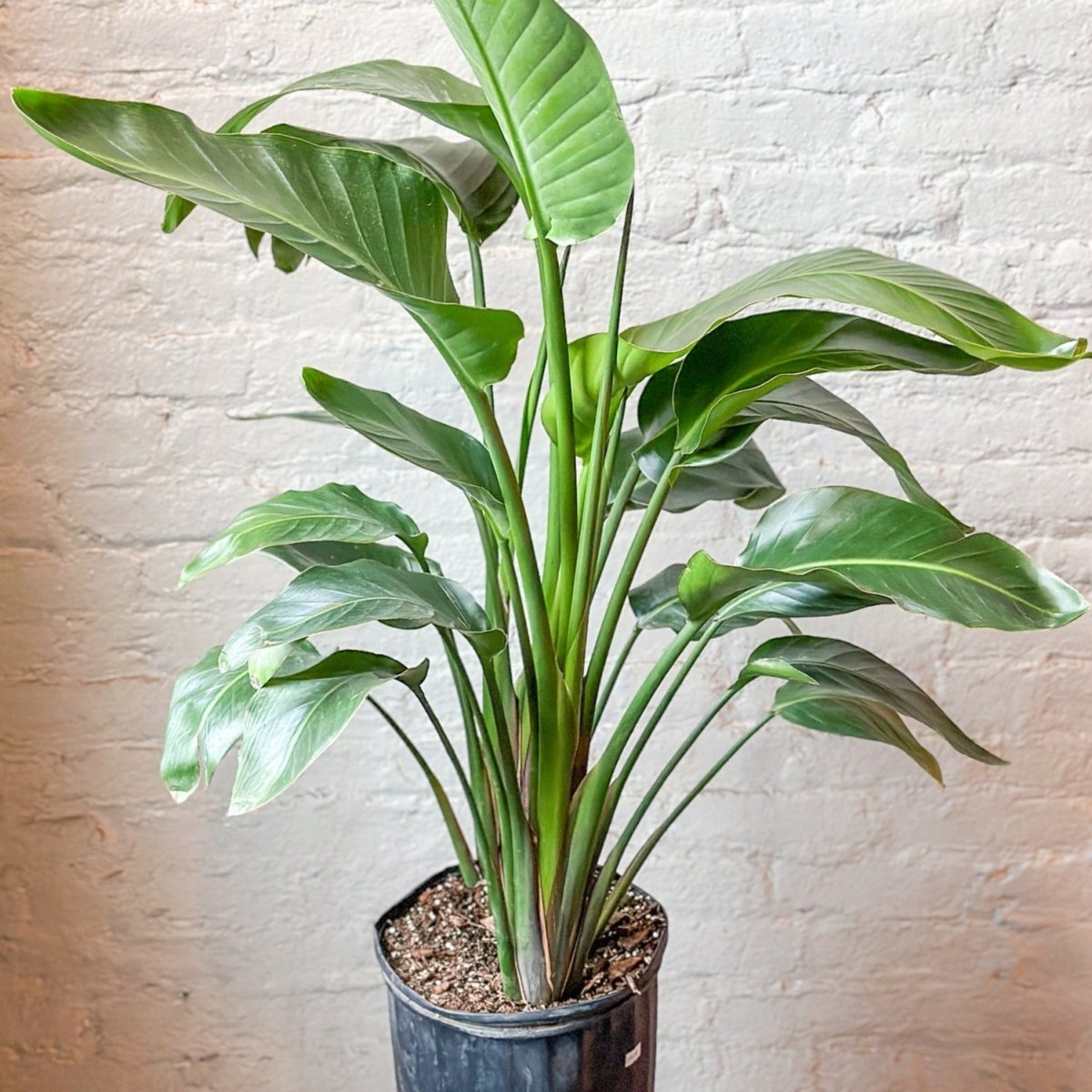  White Bird Of Paradise Floor Plant - NYC Local Pickup & Delivery Only