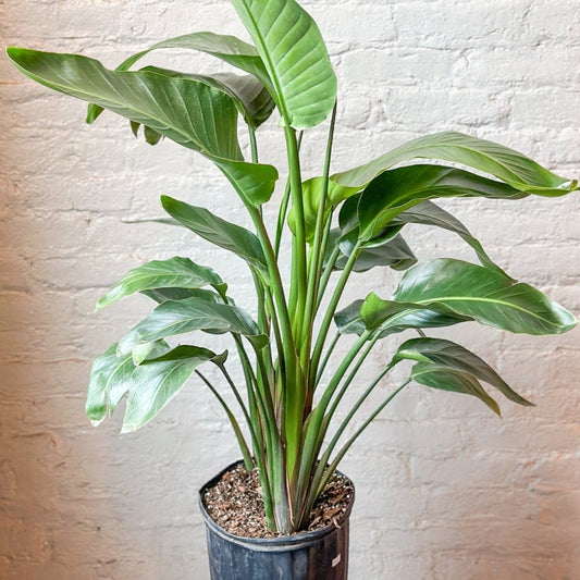  White Bird Of Paradise Floor Plant - NYC Local Pickup & Delivery Only