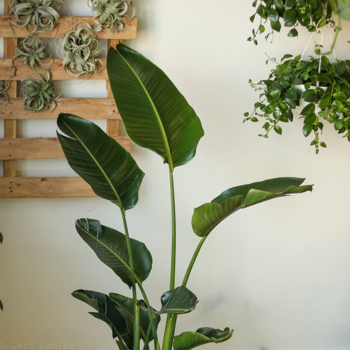 White Bird Of Paradise Floor Plant - NYC Local Pickup & Delivery Only