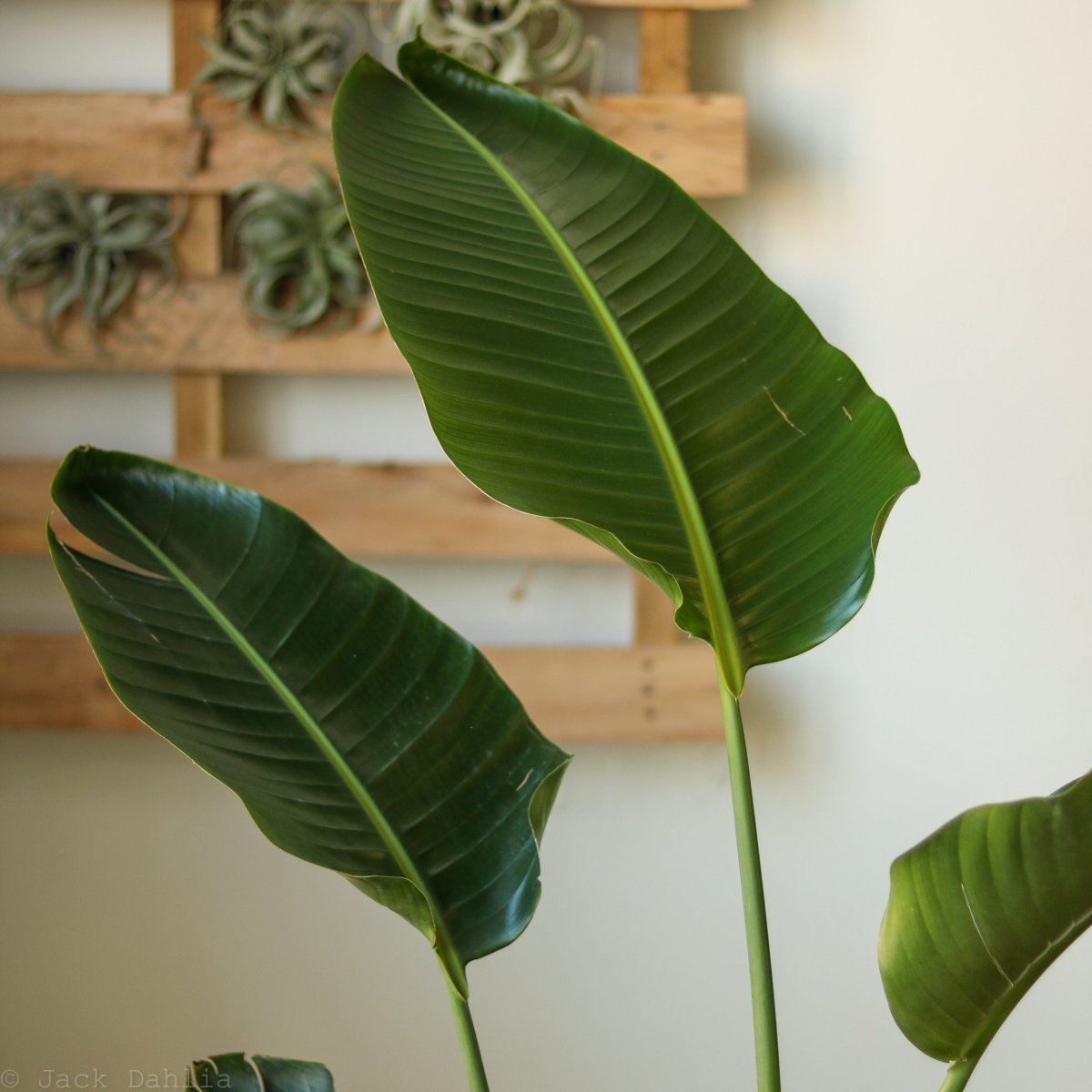 White Bird Of Paradise Floor Plant - NYC Local Pickup & Delivery Only