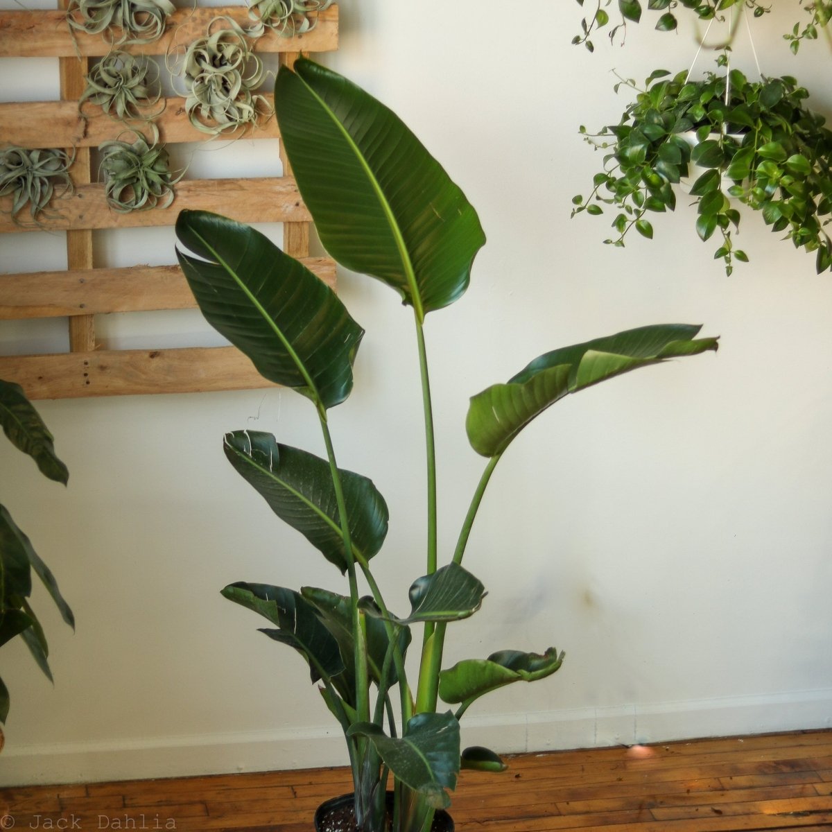  White Bird Of Paradise Floor Plant - NYC Local Pickup & Delivery Only