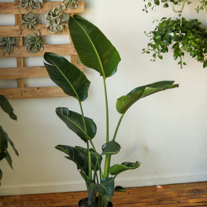  White Bird Of Paradise Floor Plant - NYC Local Pickup & Delivery Only