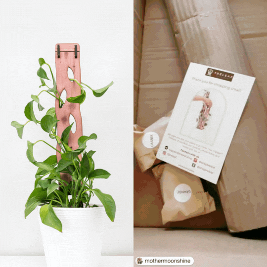  Wooden Extendable Plant Support & Trellis - Zella