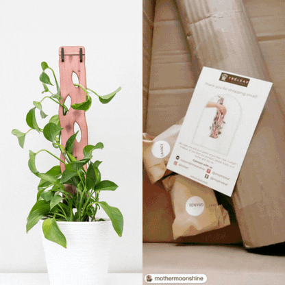  Wooden Extendable Plant Support & Trellis - Zella