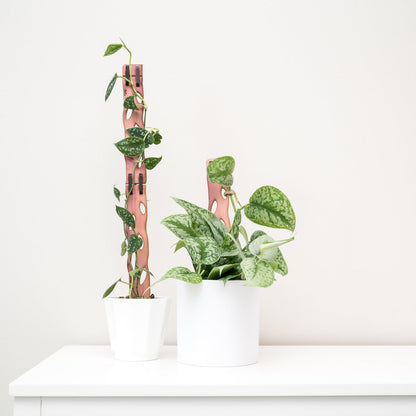  Wooden Extendable Plant Support & Trellis - Zella