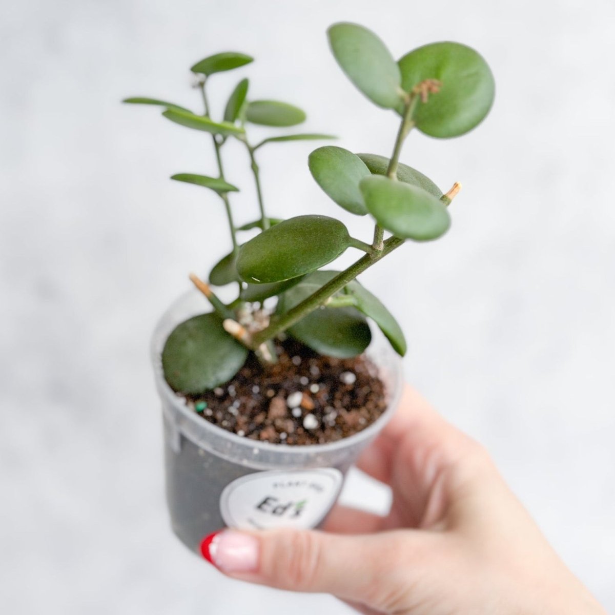  Xerosicyos Danguyi - Silver Dollar Vine