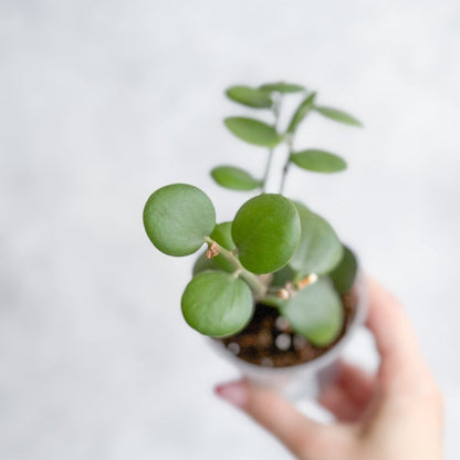  Xerosicyos Danguyi - Silver Dollar Vine