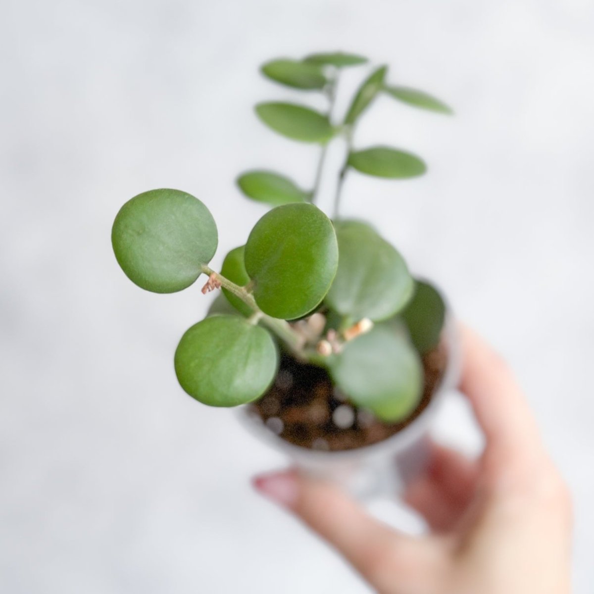  Xerosicyos Danguyi - Silver Dollar Vine