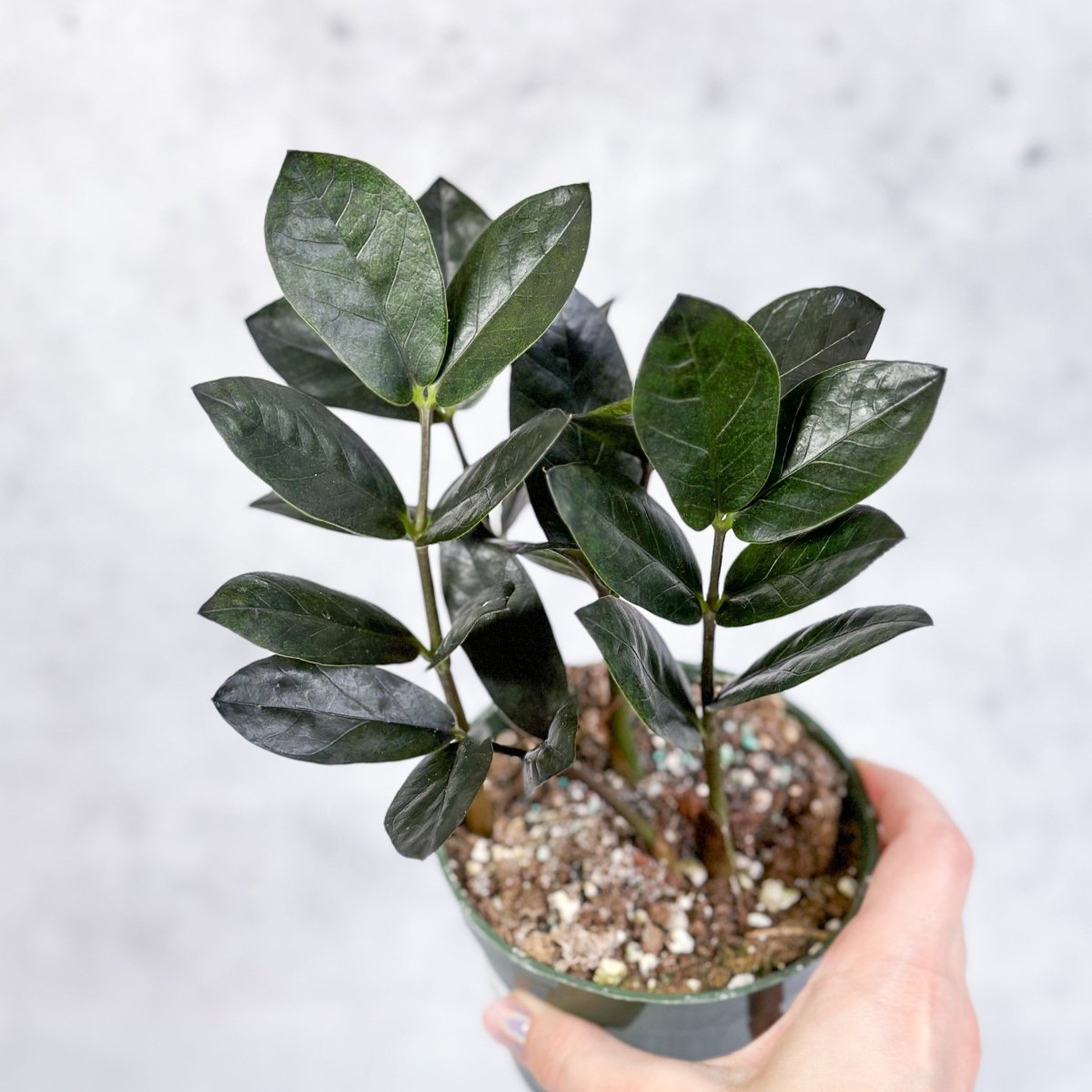  Zamioculcas Zamiifolia 'Oscura' - Black ZZ Plant