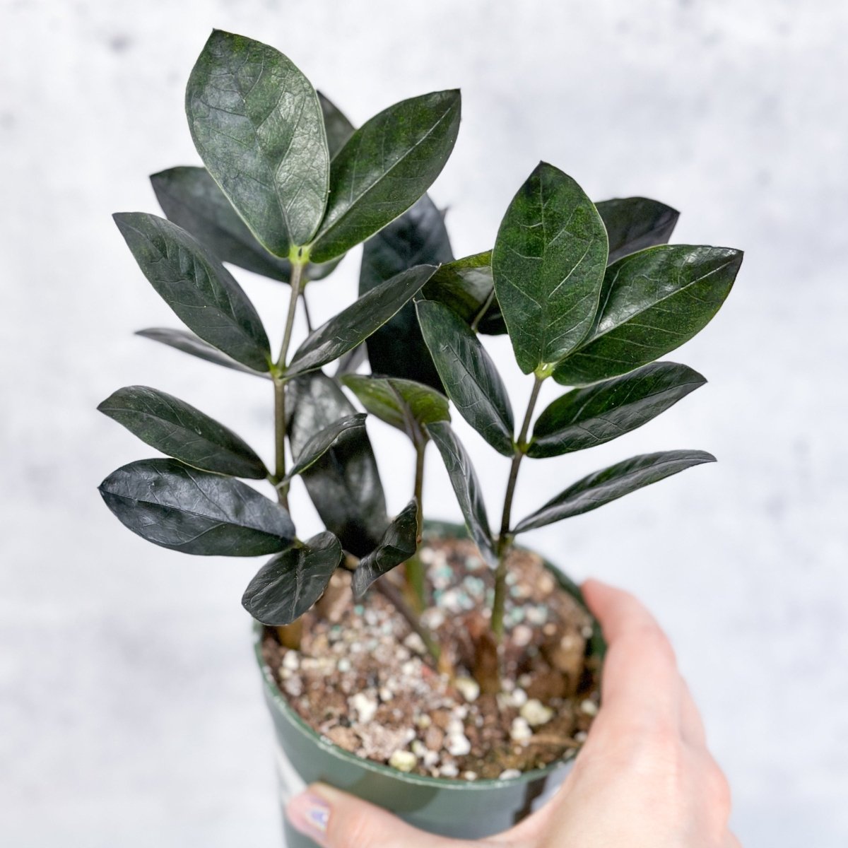  Zamioculcas Zamiifolia 'Oscura' - Black ZZ Plant