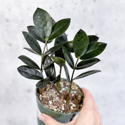  Zamioculcas Zamiifolia 'Oscura' - Black ZZ Plant