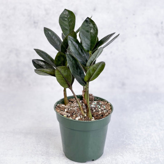 Zamioculcas Zamiifolia 'Oscura' - Black ZZ Plant