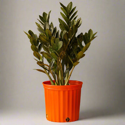  Zamioculcas Zamiifolia 'Raven ZZ'
