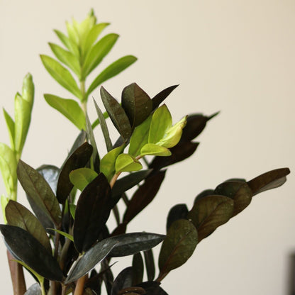  Zamioculcas Zamiifolia 'Raven ZZ'