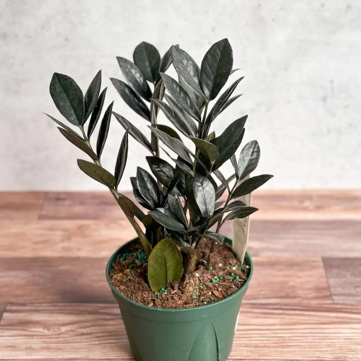  Zamioculcas Zamiifolia 'Raven ZZ'