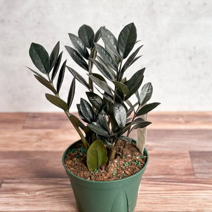  Zamioculcas Zamiifolia 'Raven ZZ'