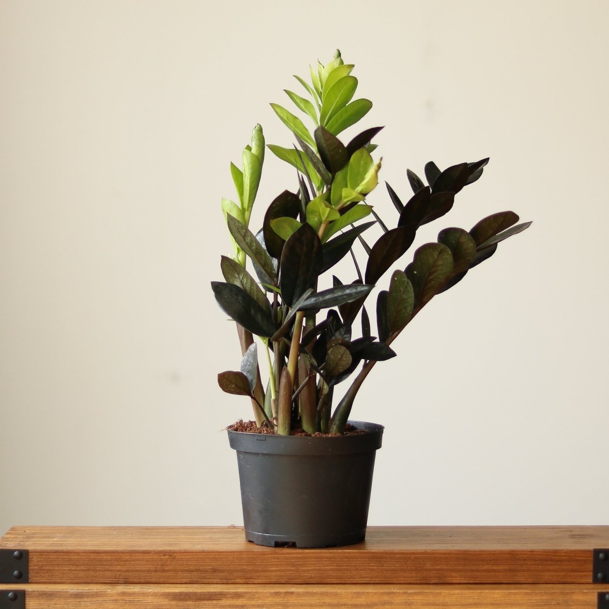  Zamioculcas Zamiifolia 'Raven ZZ'