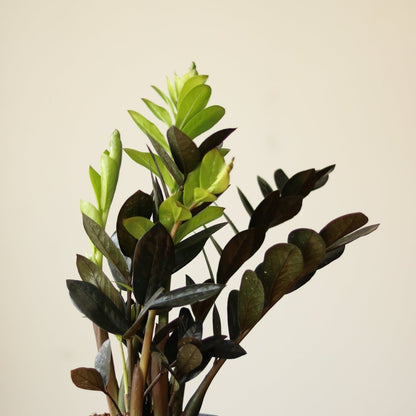  Zamioculcas Zamiifolia 'Raven ZZ'