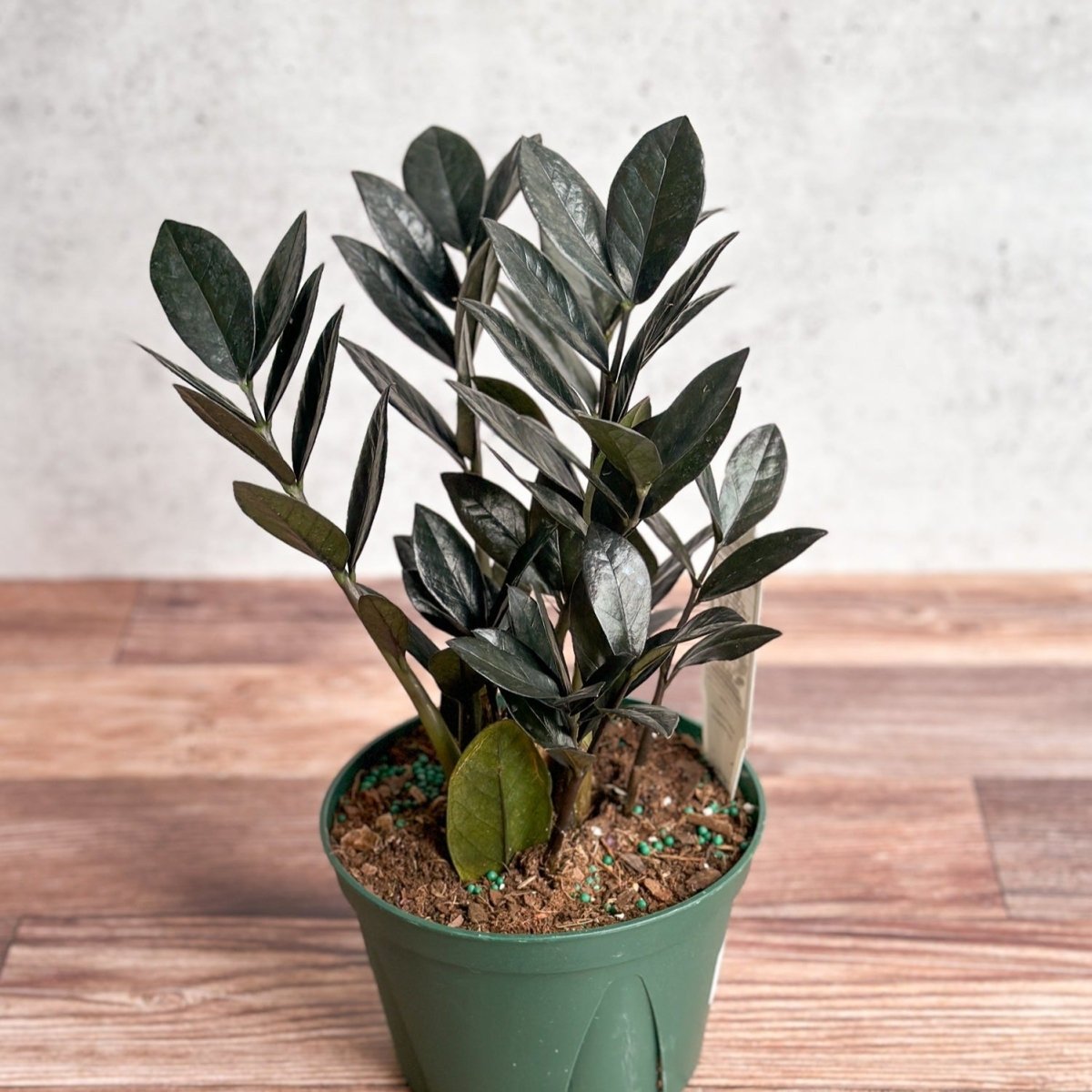  Zamioculcas Zamiifolia 'Raven ZZ'